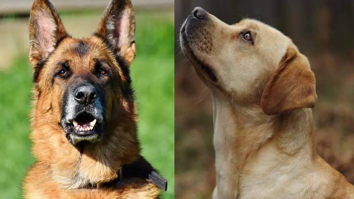 perros