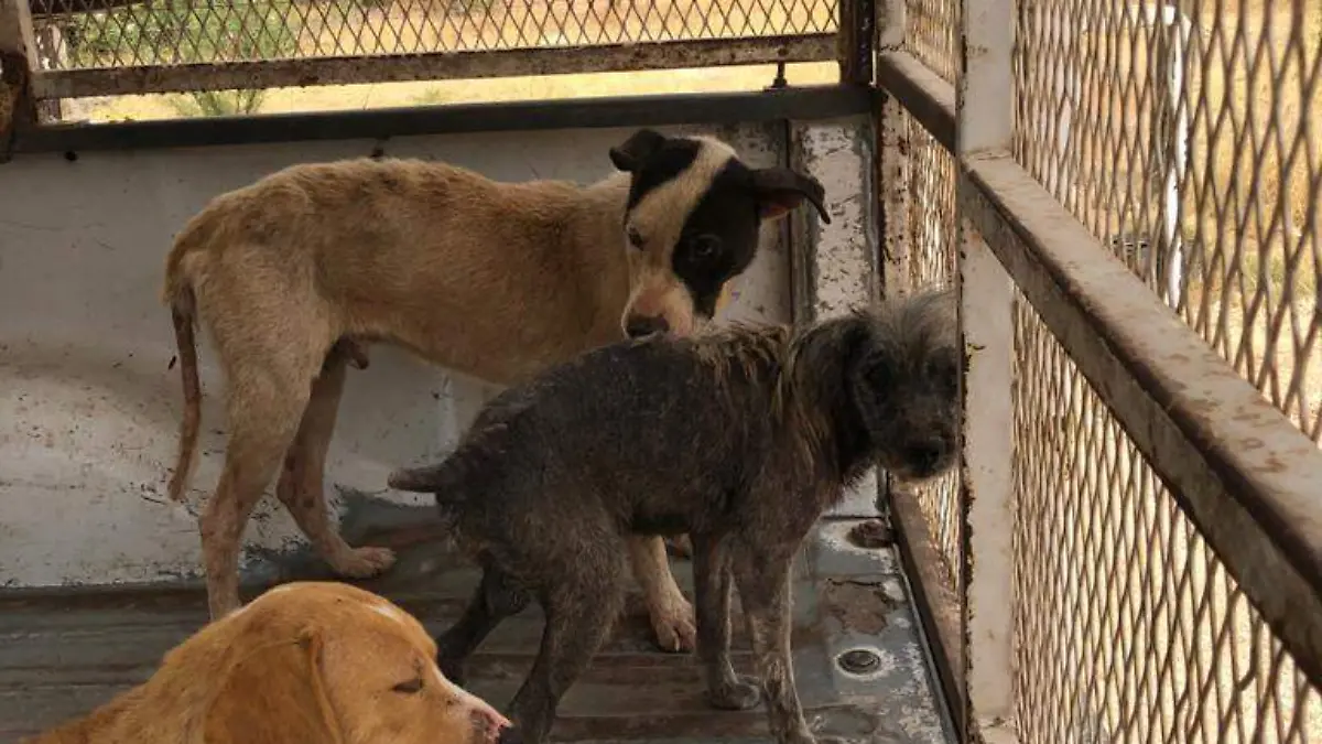 Image 2020-08-13 at 10.18.28 AM (1)