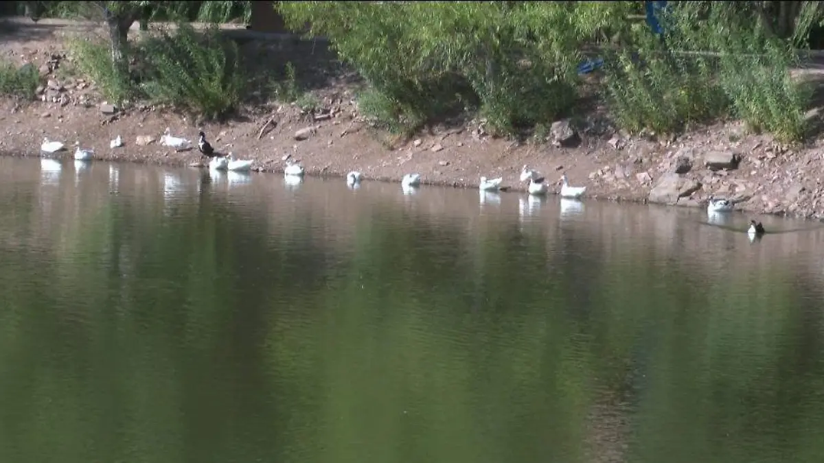 aves migratorias cuahutemoc