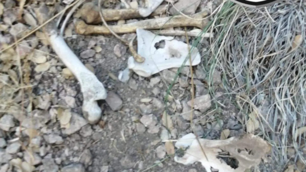 hallazgo de restos oseos