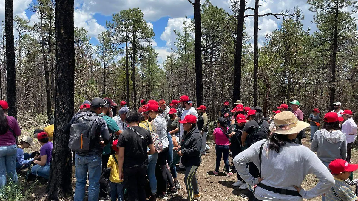 reforestación bocoyna