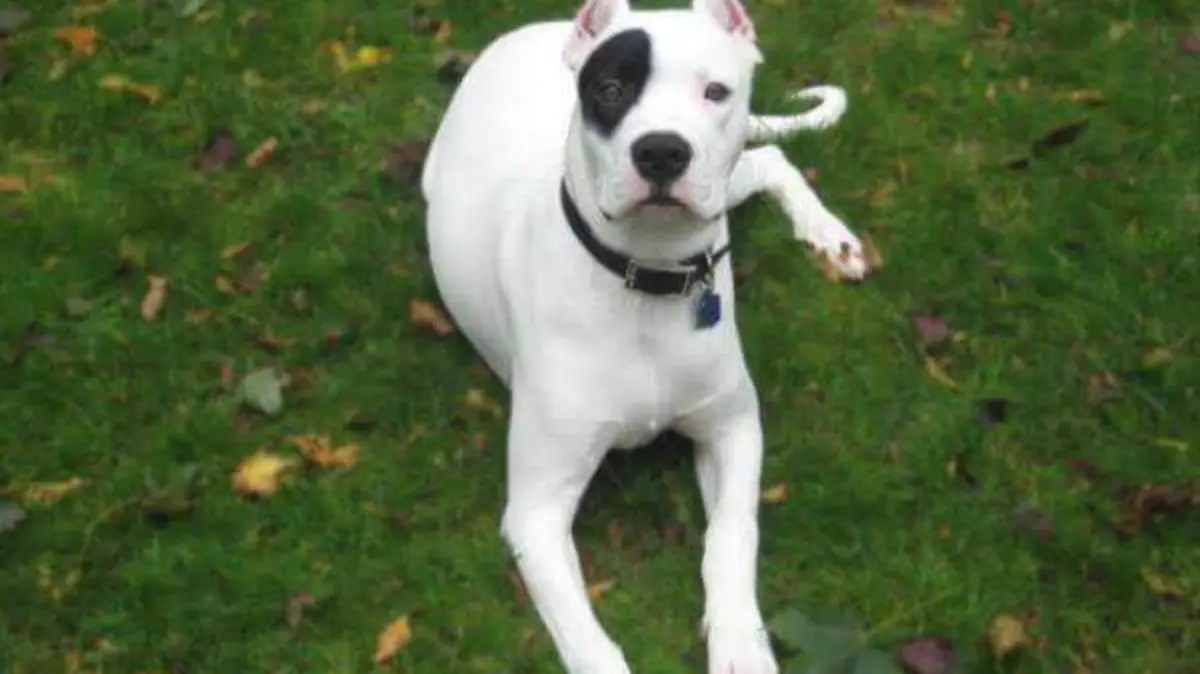Dogo argentino- archivo Internet