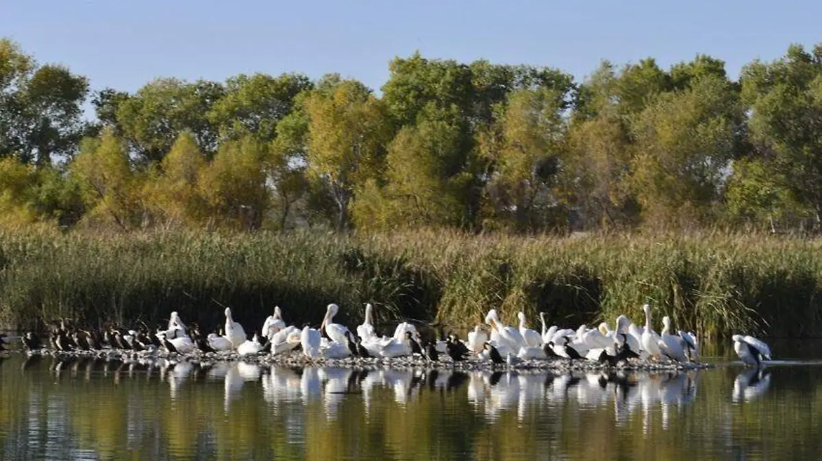 pelicanos