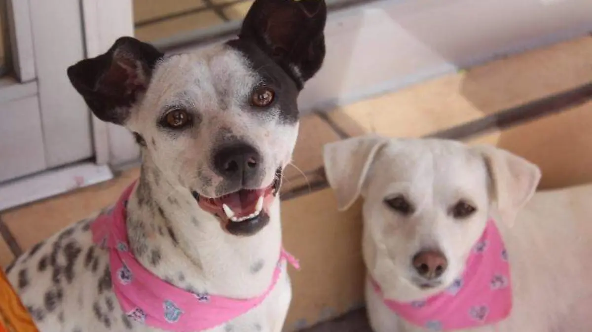 perritos