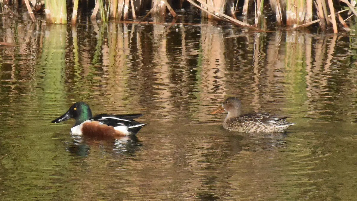 pato cucharón norteño vida río pedro6