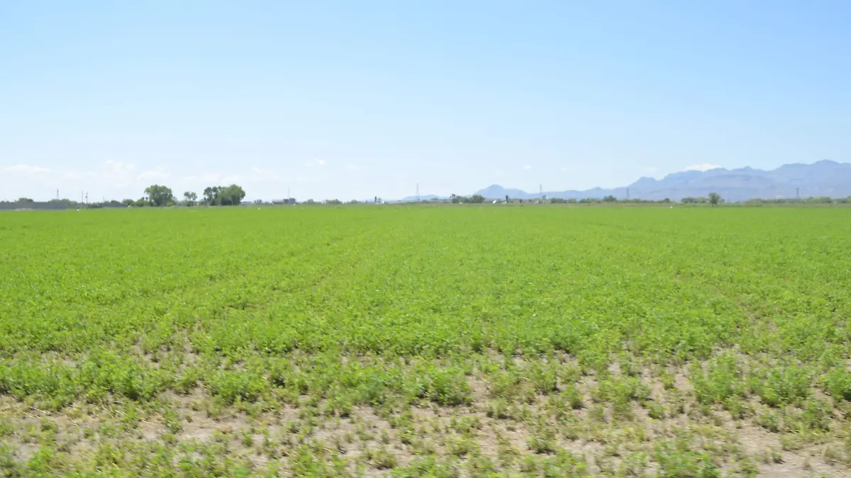 Campo, el màs golpeado