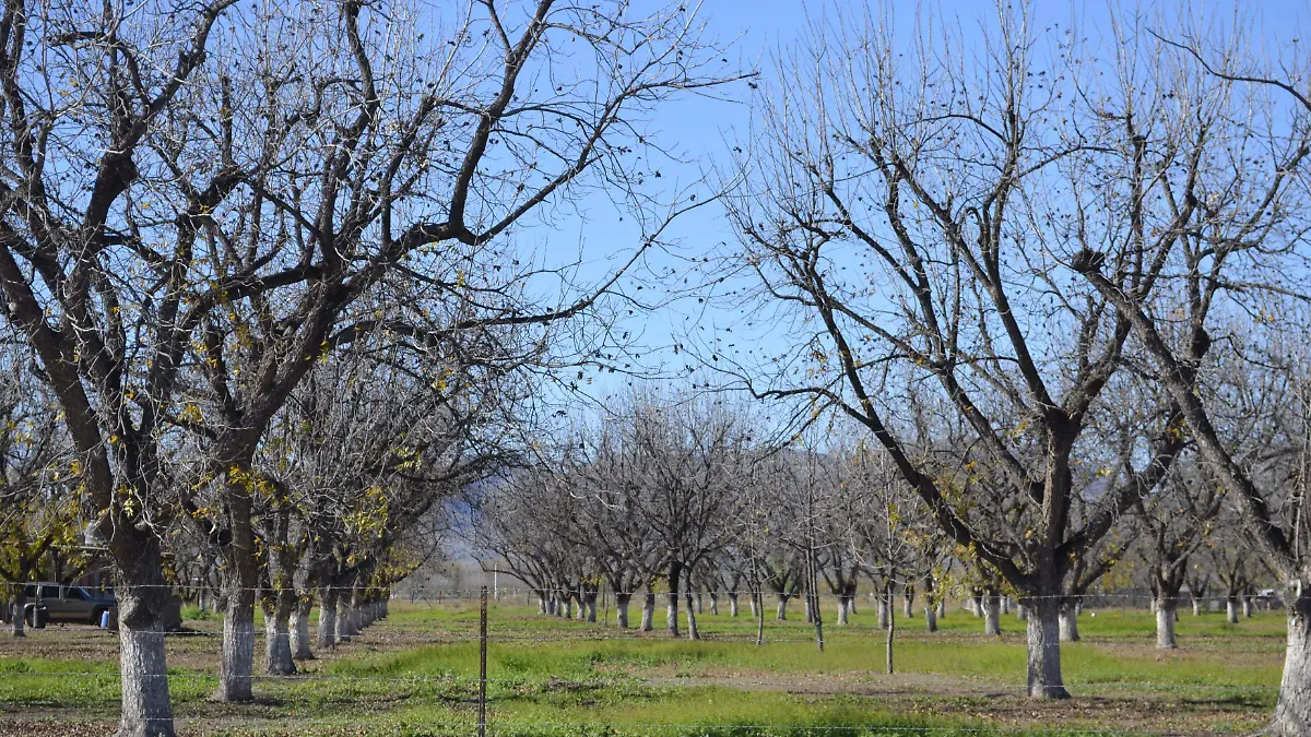 Huerta nogalera copia