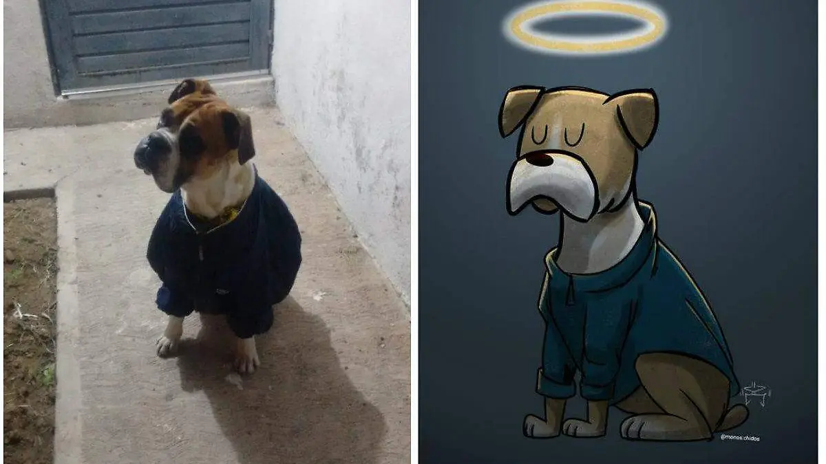 collage-miguel-boxer
