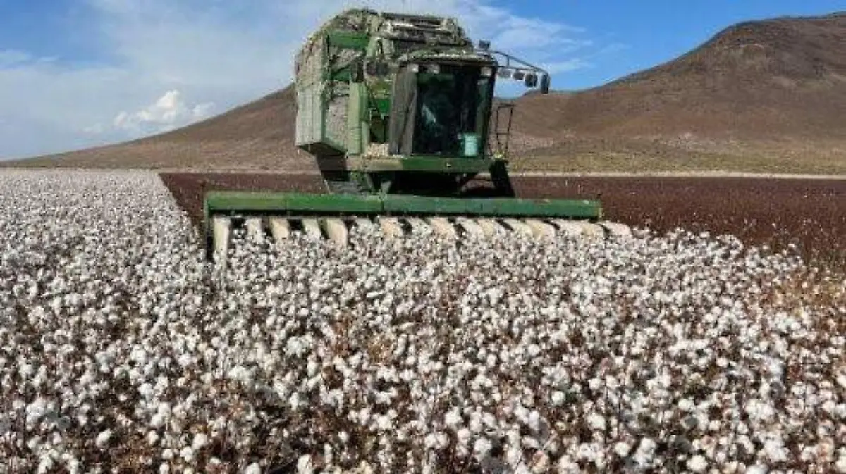 WhatsApp Image 2024-11-12 at 9.07.50 AM (1)