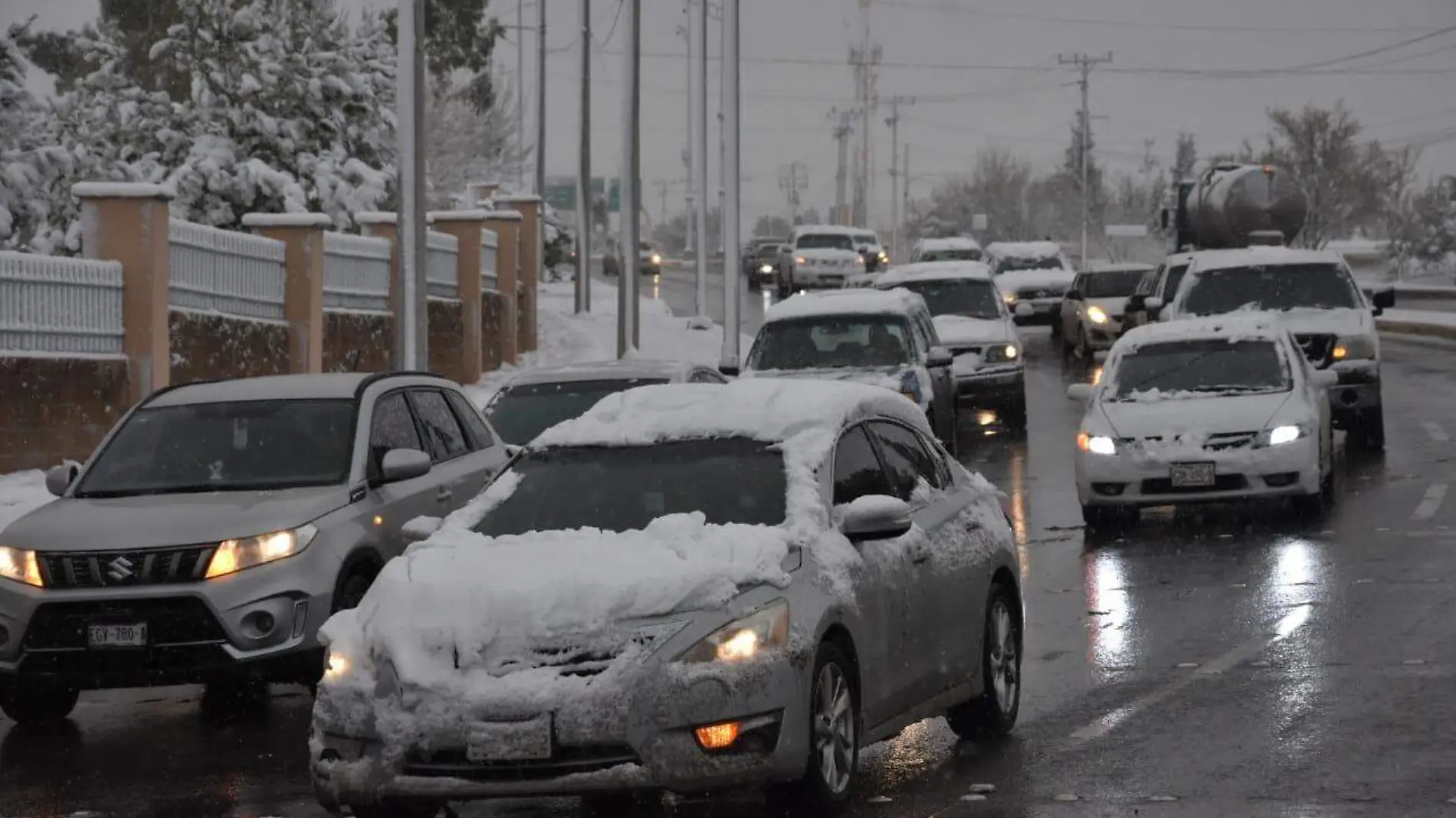 NEVADA NIEVE CHIHUAHUA