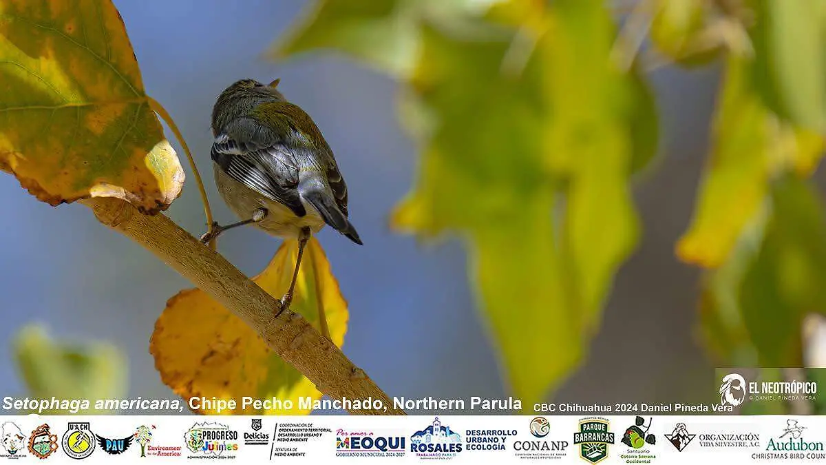 Chipe Pecho Manchado