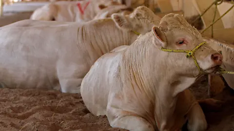 Paralizan exportación de reses a EU: Lo que debes saber sobre el gusano barrenador en México - El Heraldo de Chihuahua | Noticias Locales, Policiacas, de México, Chihuahua y el Mundo