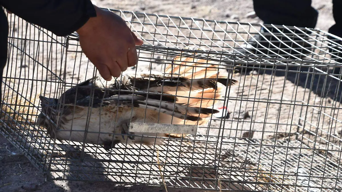 RescateAguila Río Sacramento 