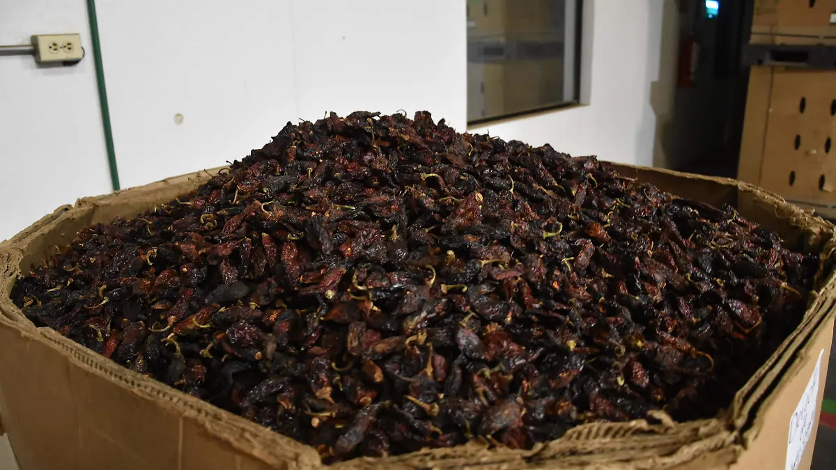 procesadora chipotles de camargo seleccion y empaques de chipotles y su comercializacion