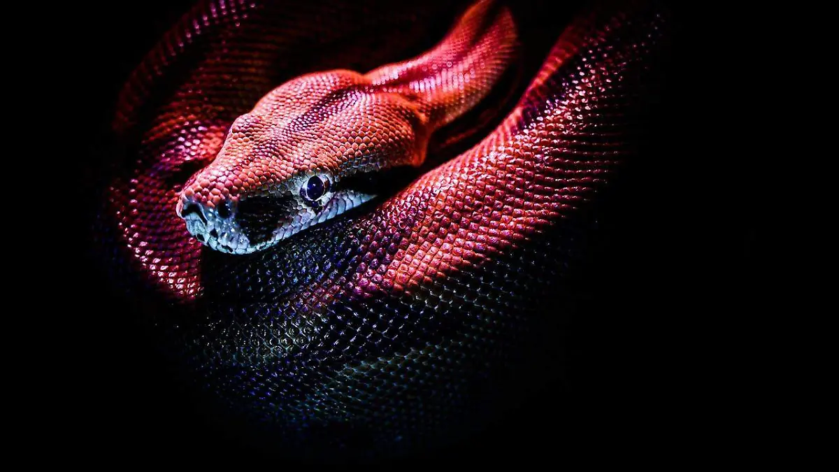 serpiente