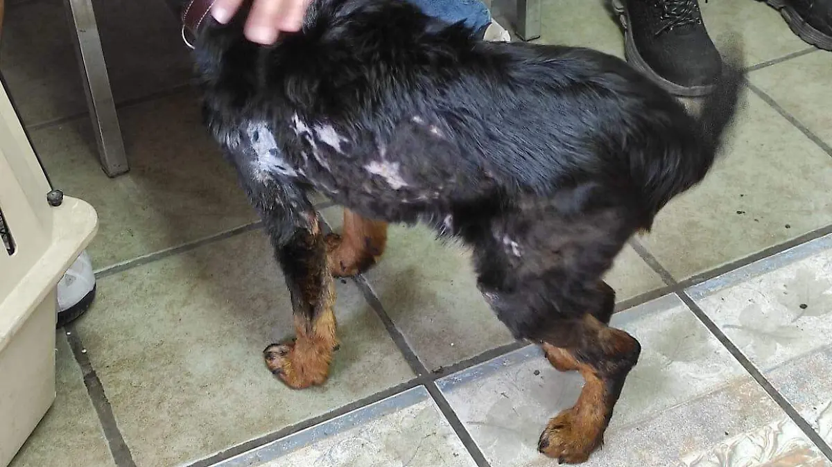 VIOLETA Maltrato animal 