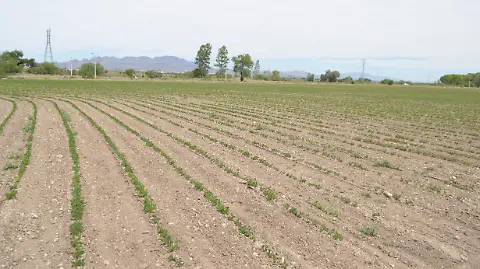 Sequía deja al borde del colapso al campo chihuahuense - El Heraldo de Chihuahua | Noticias Locales, Policiacas, de México, Chihuahua y el Mundo