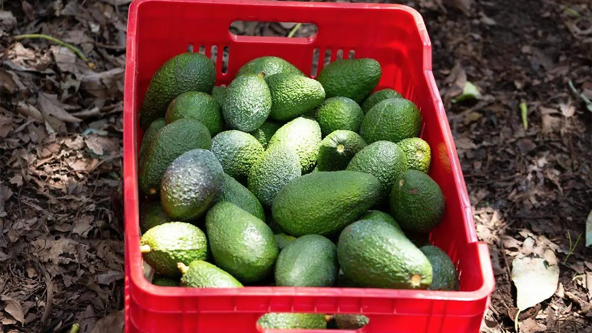 exportación de aguacate