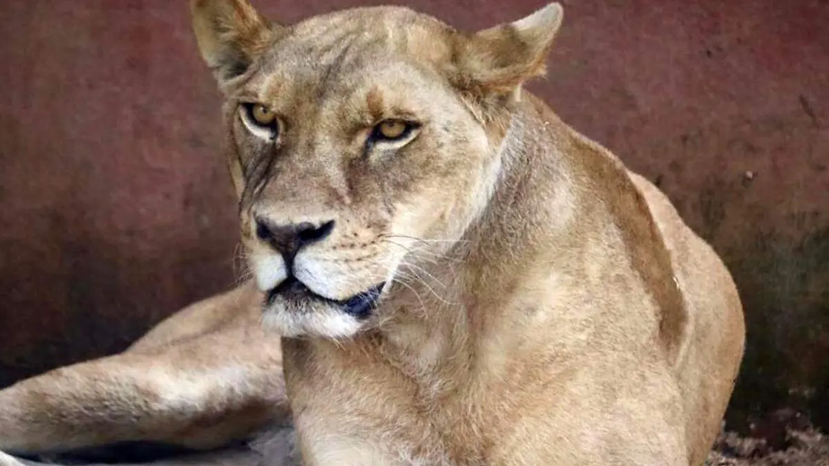 felinos rescatados