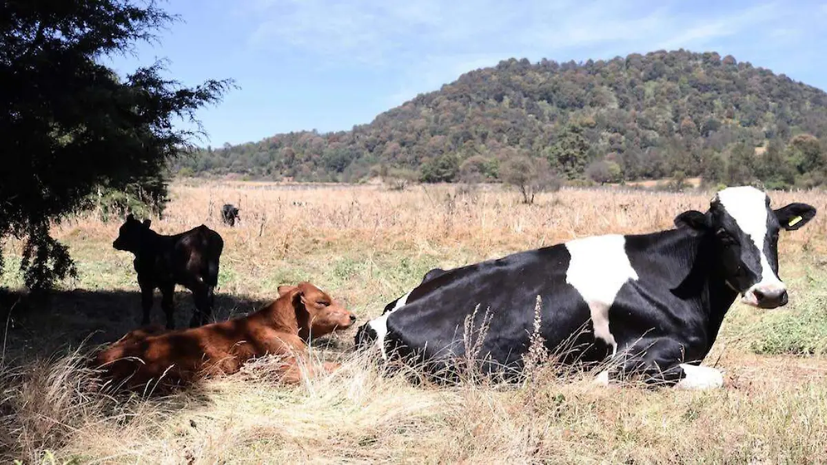 GANADO-1-Cuartoscuro