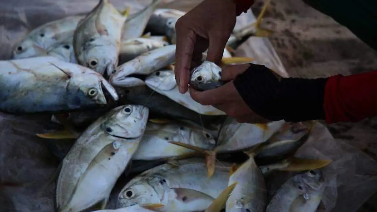 PESCADO-Cuartoscuro