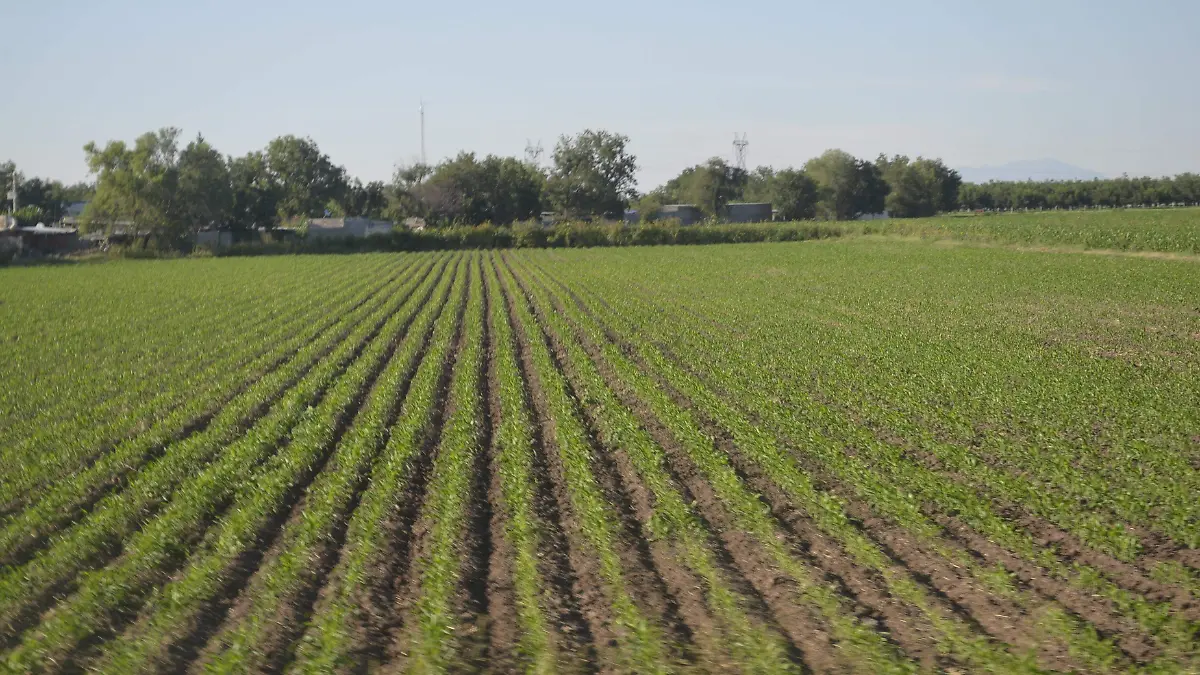 Campo, golpes (1)