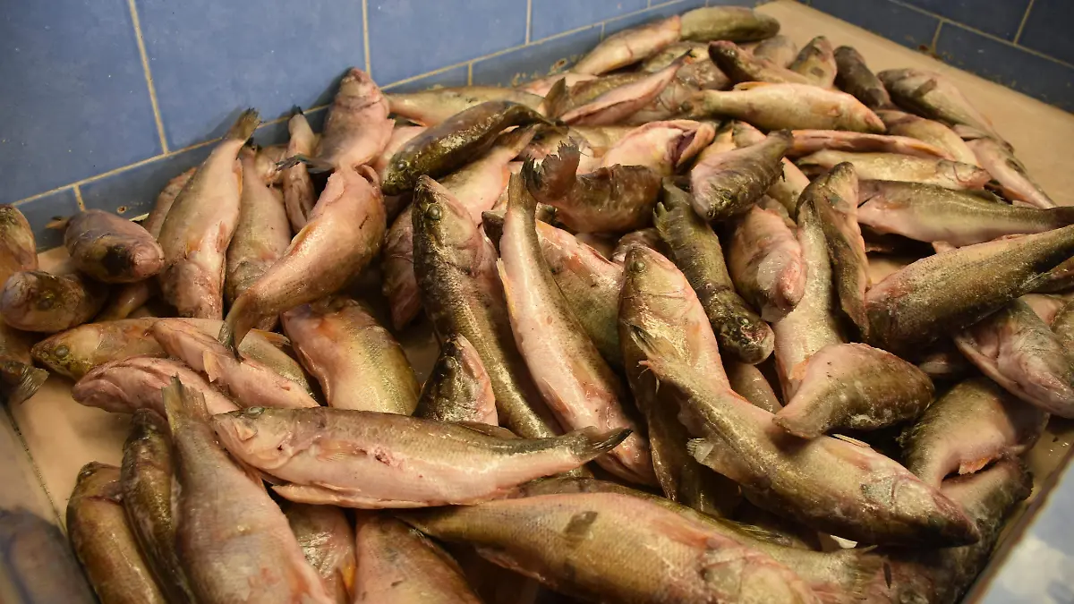 pescados y mariscos (10)