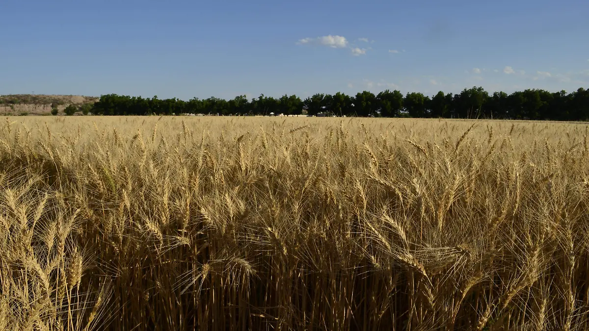 24 MAYO- Suben costos de insumos agrìcolas