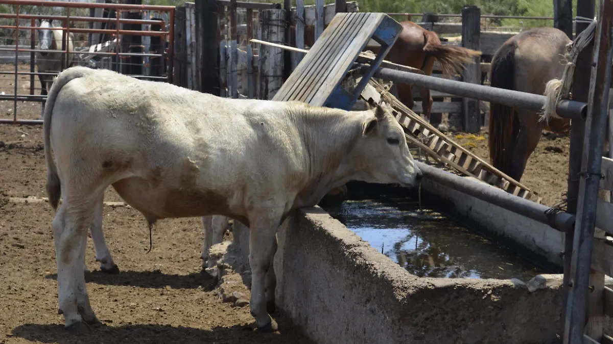 Bovinos sufren por escasez de agua y alimento