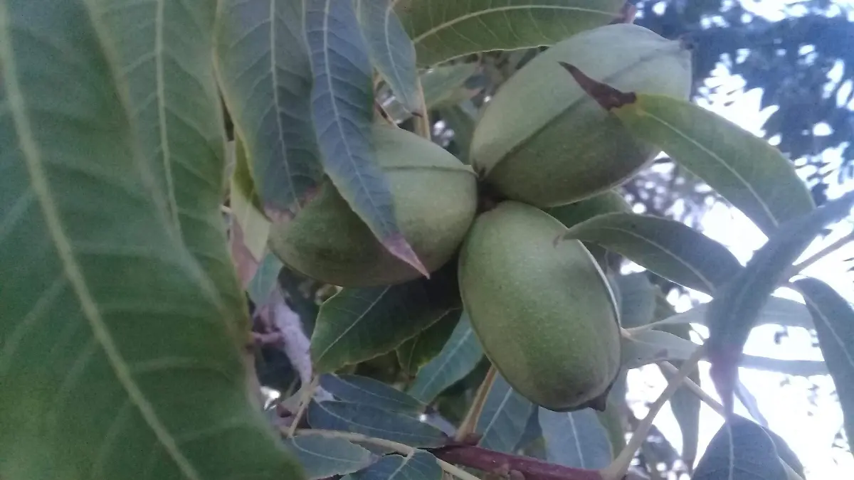 Producciòn de nuez