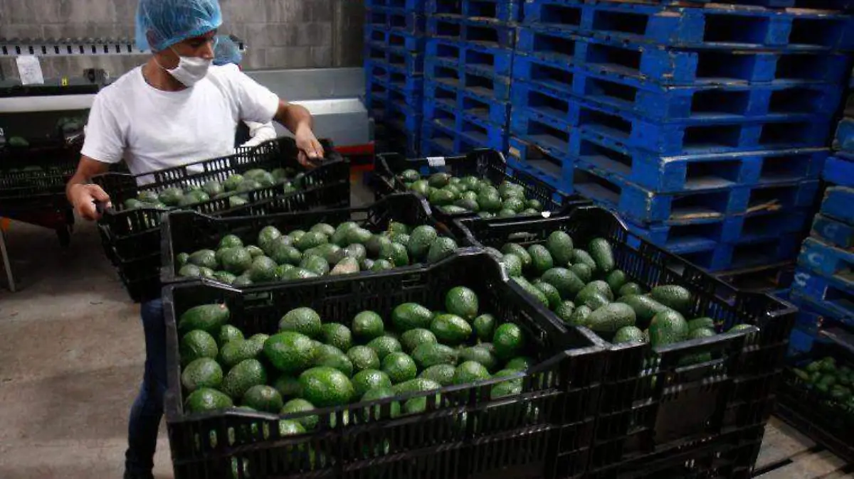 EXPORTACION-AGUACATE-Cuartoscuro