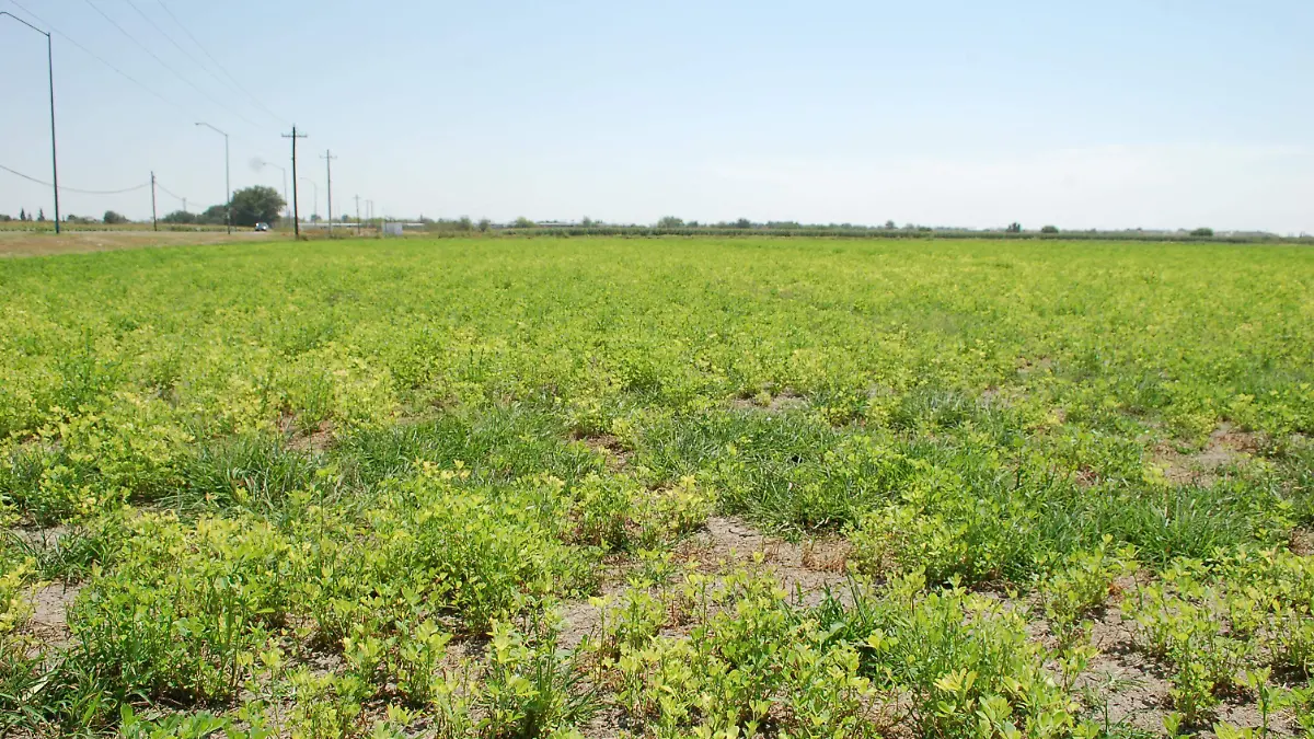 17 AGOSTO- Proyectan cultivar alfalfa en Naica