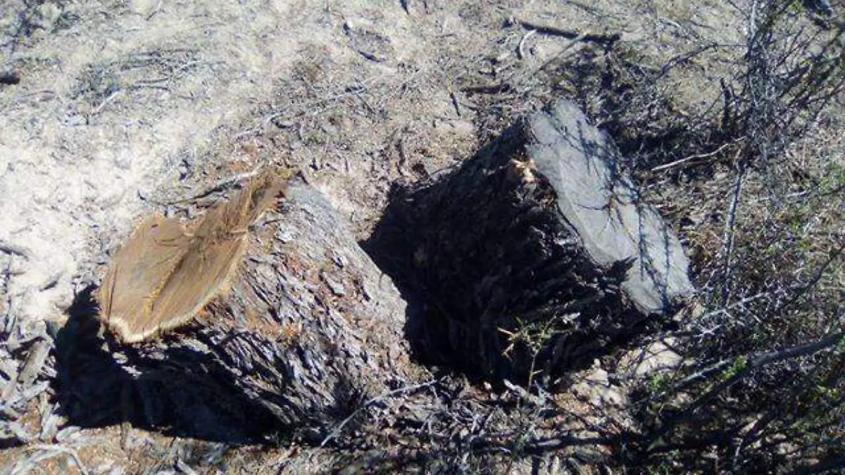 WhatsApp Image 2019-04-04 at 06.18.55