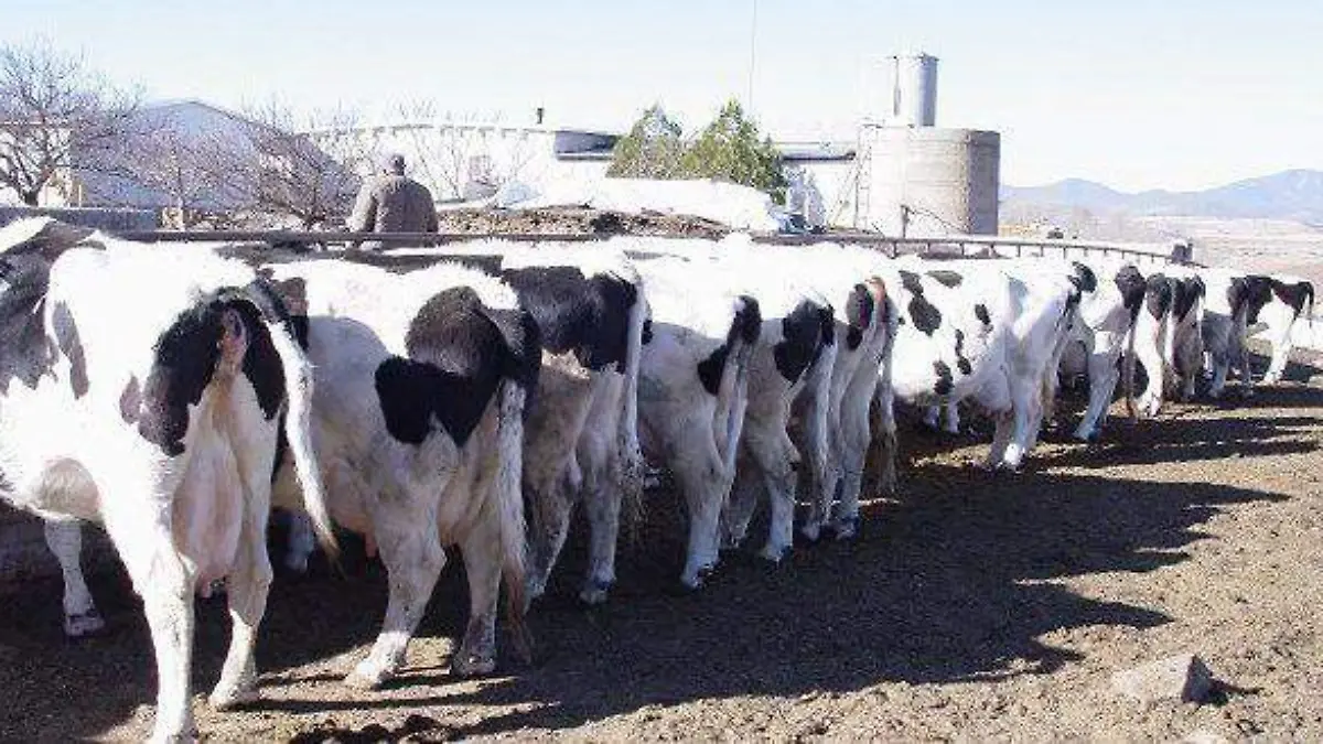 lechera-de-Cuauhtemoc-es-lider-600x400-600x330