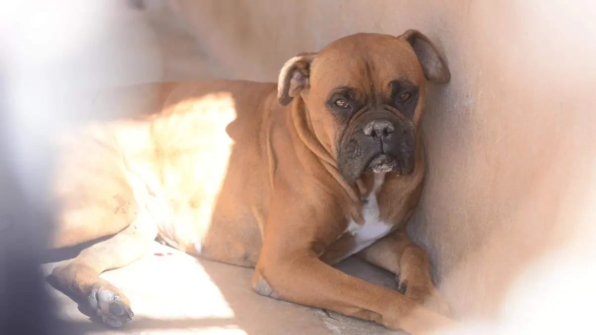 centro antirrabico (4)