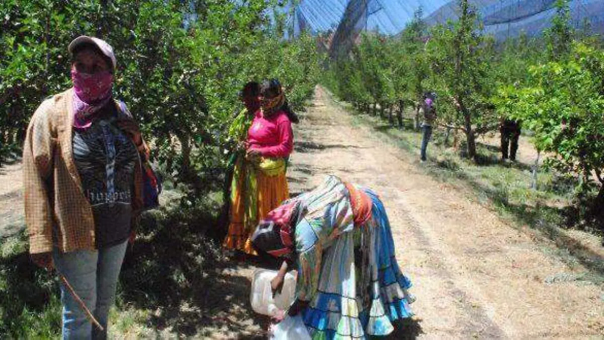 Proyecta presidente de asociacion de manzaneros mega albergue