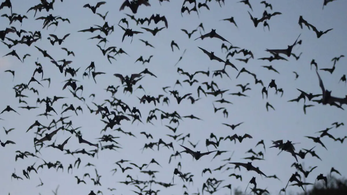 murcielagos  (3)