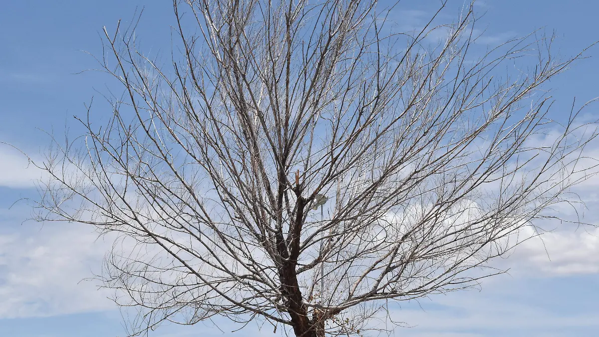 ARBOLES SECOS EN HUERTA LEGARRETA NOTA ROBERTO  (2)