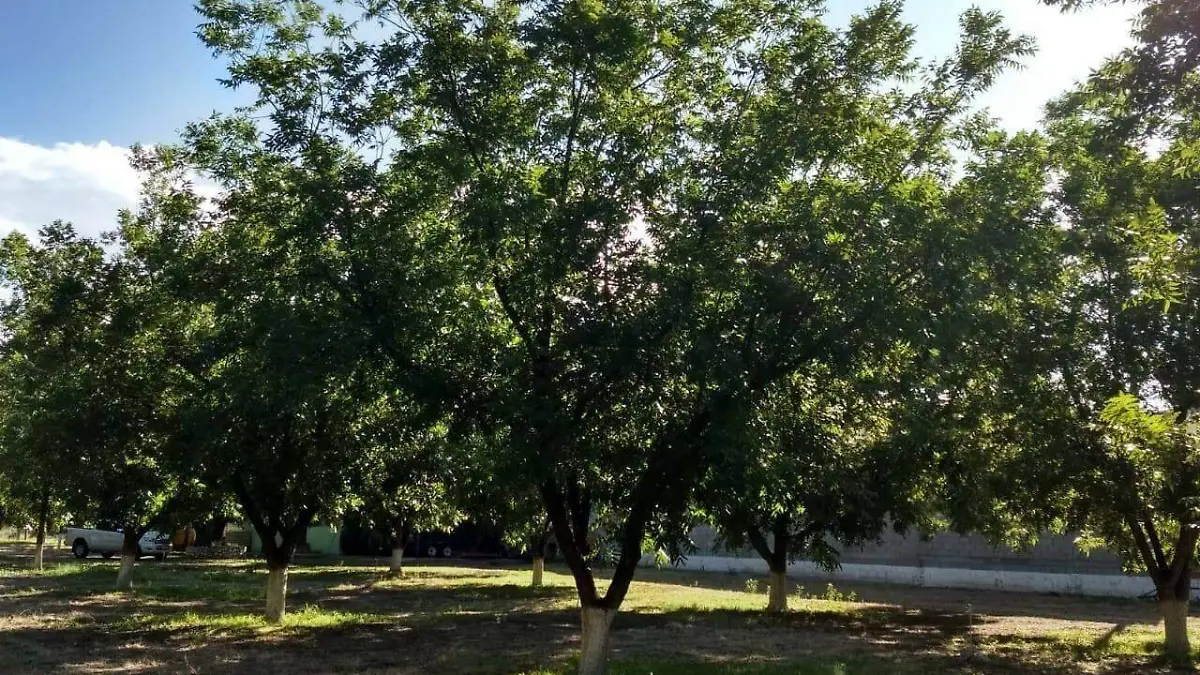 nogaleras