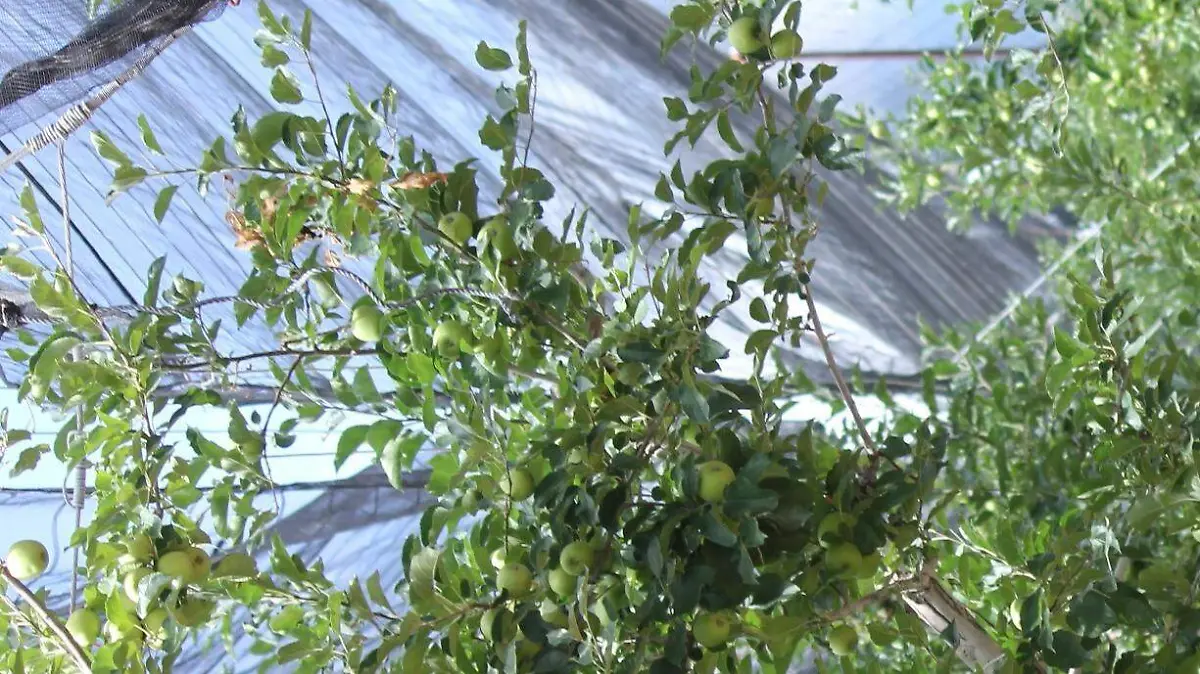 Innovan fruticultores con siembra de 6 mil árboles nuevos - copia