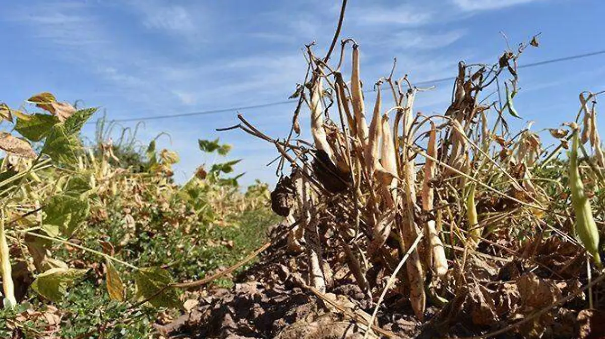 Se estima poco mas de una tonelada por hectareo de frijol en este ciclo agricola