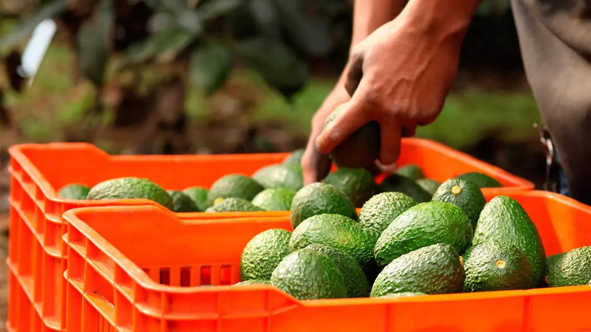 Buscan cultivar aguacates en Chihuahua