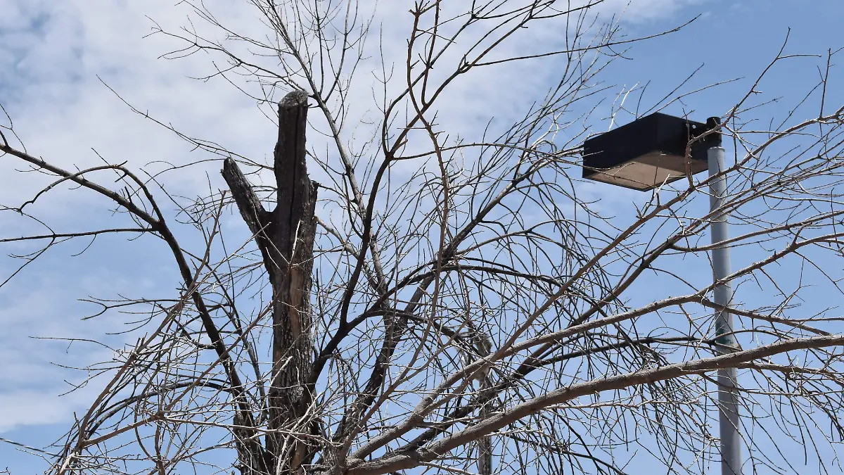 PARQUE HURUETA CON MAS ARBOLES SECOS NOTA ROBERTO  (13)