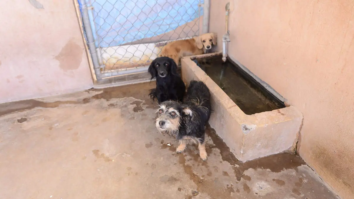 centro antirrabico (15)