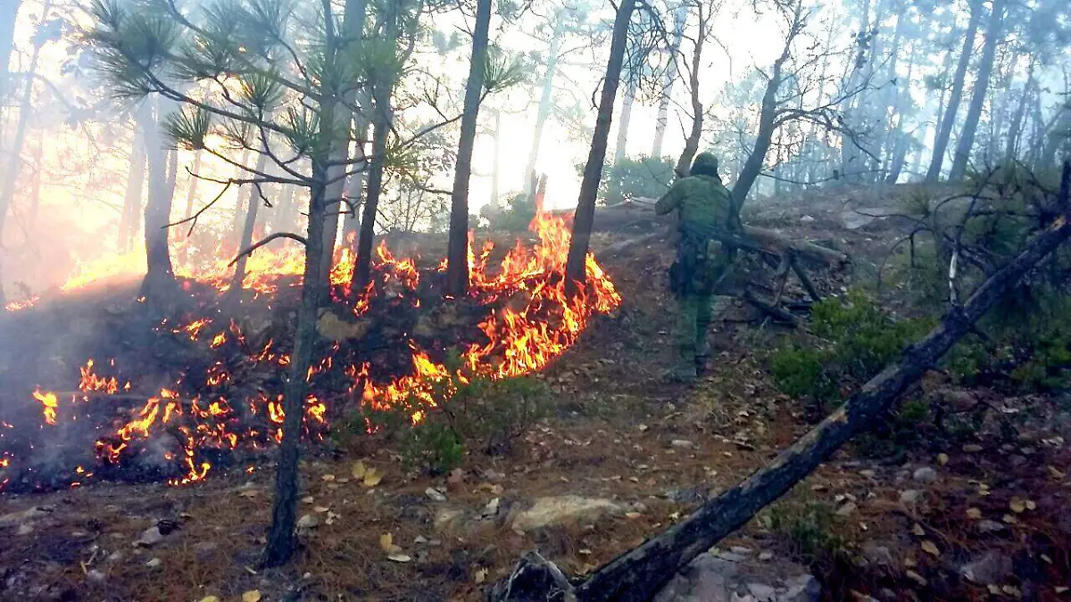 incendio forestal largo maderal (1)