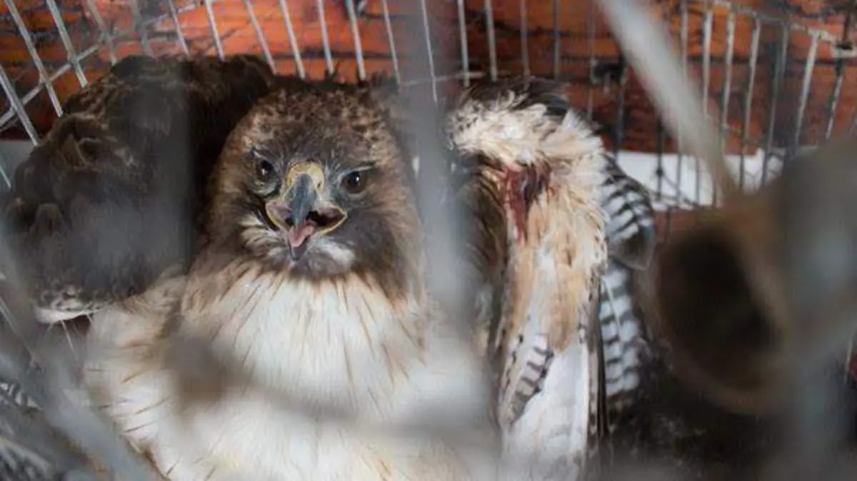 aguila2