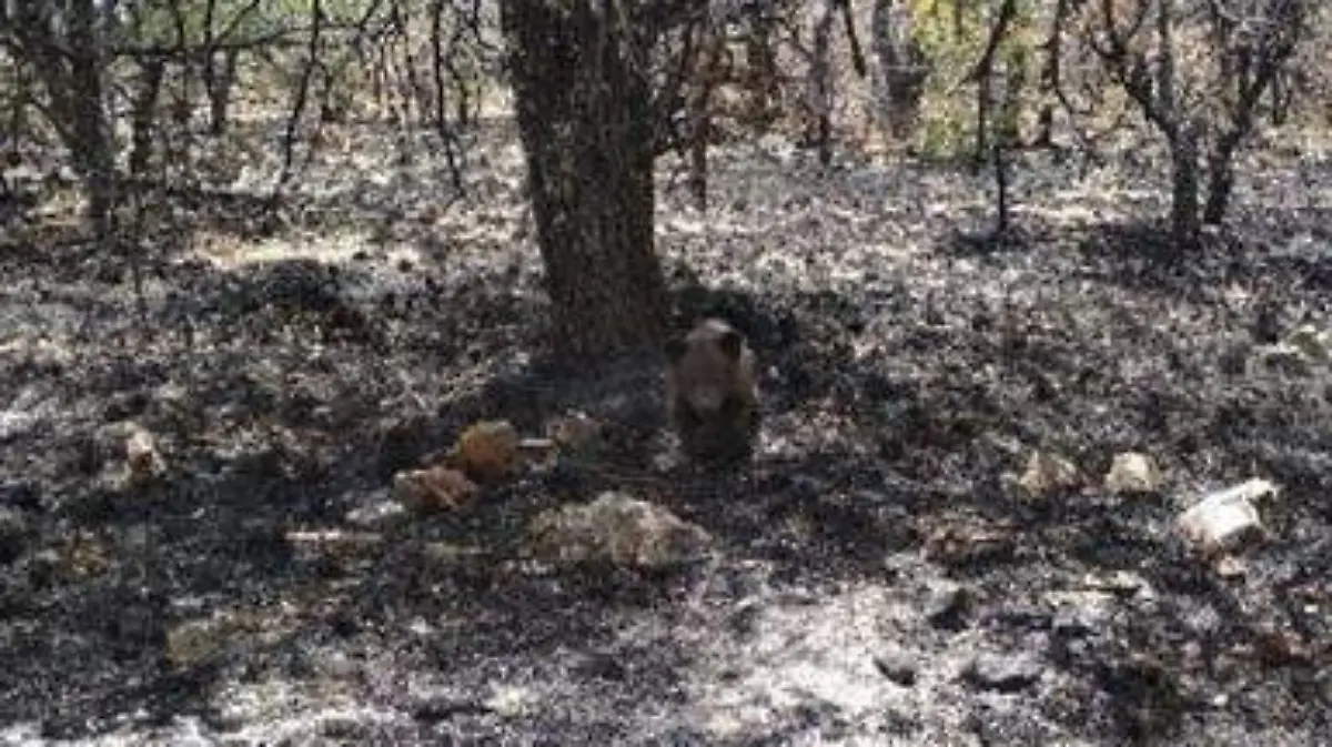oso
