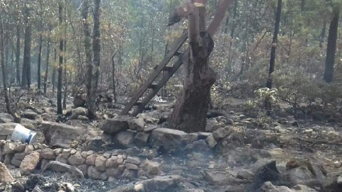 Convocan a una marcha en defensa del bosque de la tarahumara