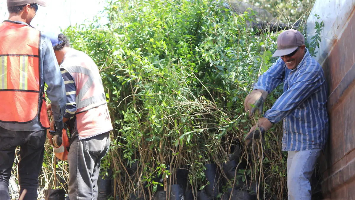Llegaron 10 mil árboles a vivero municipal