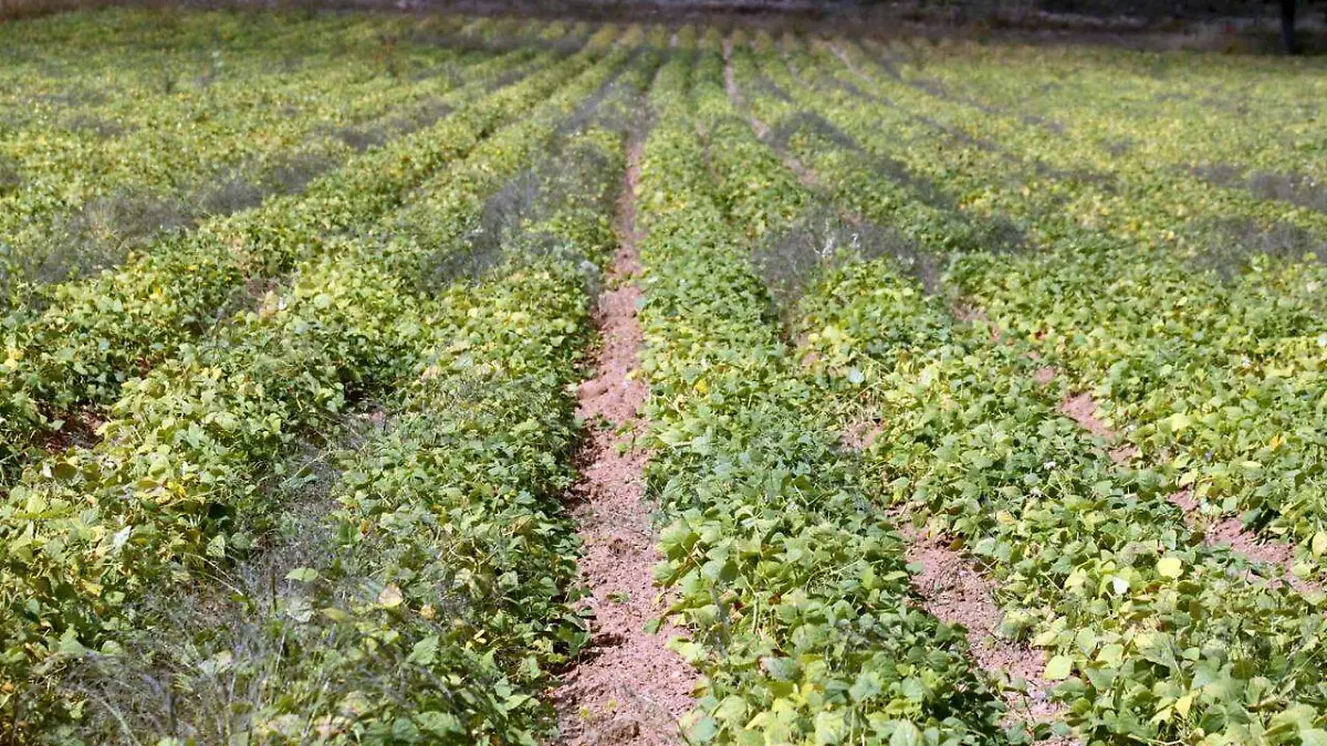 Siniestradas 1O mil hectareas por granizo Frijol, avena, maiz y manzana